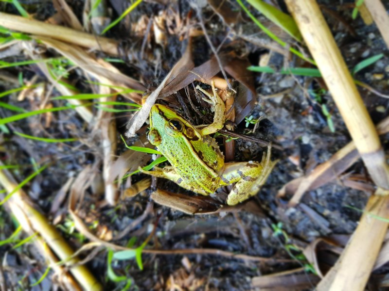 GRENOUILLE VERTE. Forêt d'Orléans. FABRICE GODET